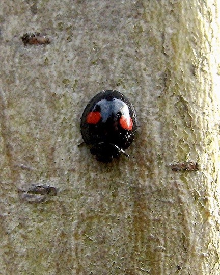 kidney-spot ladybird
